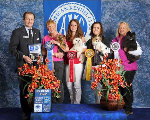 AKC Top Toy NOC 2014